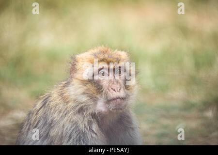 Macaques de Barbarie à Woburn Safari Park, Royaume-Uni Banque D'Images