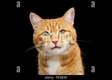 Closeup Portrait of surpris Ginger Cat avec bouche ouverte isolées sur fond noir Banque D'Images