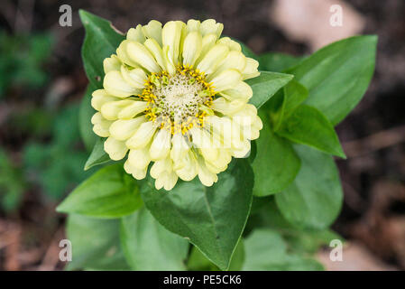 Une fleur jaune pâle de Zinnia elegans Banque D'Images