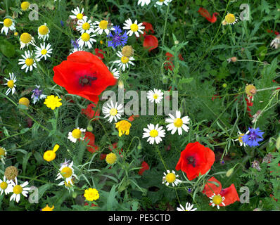 Pavot Rouge d'été British fleurs sauvages fond scène pré marguerites Banque D'Images