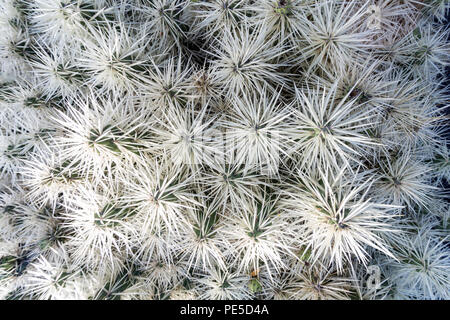 Détail de cactus avec des pointes blanches. Banque D'Images