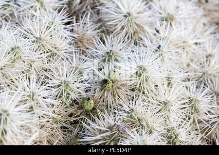 Détail de cactus avec des pointes blanches. Banque D'Images