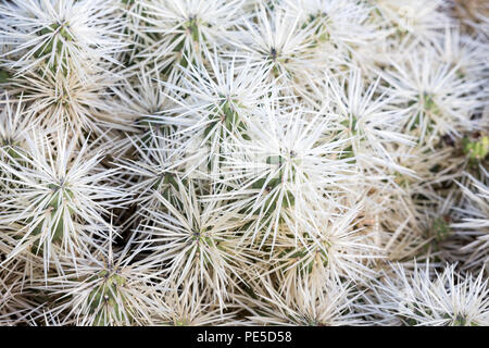 Détail de cactus avec des pointes blanches. Banque D'Images