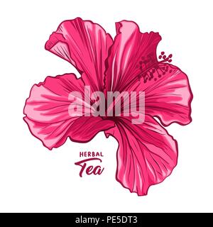 Hawaiian Hibiscus Fleur parfum rose mauve ou Chenese Rose. Isolés de la flore et de la Botanique plante avec des pétales. Tropical rouge Karkade ou tisane bissap, cramoisi de la flore. Thème de la nature et des fleurs. Illustration de Vecteur