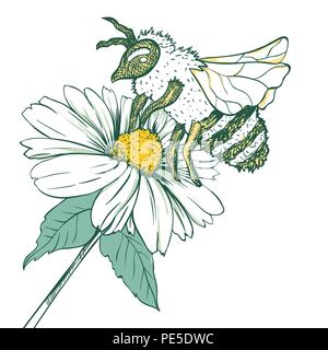 Illustration Croquis entomologie avec abeille ou guêpe et fleurs de camomille. La floraison et la pollinisation. Thème botanique ou médical. Isolé sur fond blanc Illustration de Vecteur