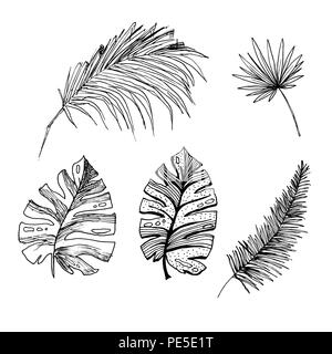 Ensemble de croquis isolés ou de cocotiers grands palmiers avec des feuilles. Plage et forêt tropicale, coco désert de la flore. Le feuillage des fougères subtropicales. Green palmae ou jungle arecaceae. La botanique, l'environnement Illustration de Vecteur