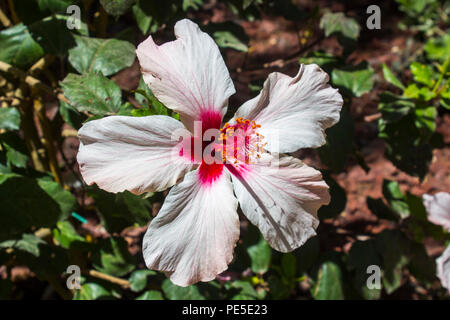 Une seule rose rouge et ornement fleurs d'oranger au début de l'été Banque D'Images