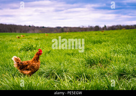 L'espace ouvert des champs d'herbe avec hen portrait. Banque D'Images