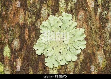 Greenshield commun Lichen (Flavoparmelia caperata) pousse sur des terrasses en bois parmi d'autres espèces de lichens. Banque D'Images