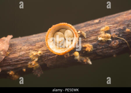 White Bird's Nest champignon (Crucibulum laeve) avec les fructifications en forme d'oeuf à l'intérieur du nid peridioles ''. Banque D'Images