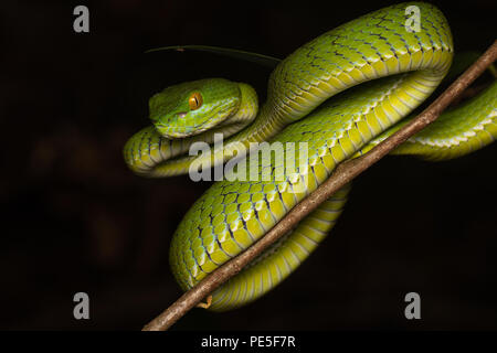 Trimeresurus albolabris, le livre blanc-lipped Pit Viper, est un pit viper espèce endémique de l'Asie du sud-est. Banque D'Images