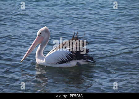 Flottant sur l'eau Pelican pacifiquement à Batemans Bay, Australie. Banque D'Images