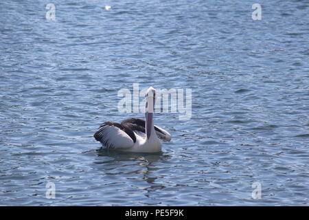 Flottant sur l'eau Pelican pacifiquement à Batemans Bay, Australie. Banque D'Images
