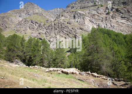 Troupeau de moutons dans les montagnes sous le ciel bleu dans le parc national italien du Gran Paradiso Banque D'Images