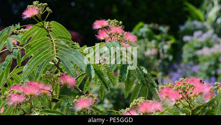 Mimosa en fleur arbre en soie rose avec brosse de rasage-fleurs. Arbre à soie persane, Albizia julibrissin. Banque D'Images