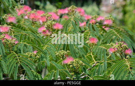 Mimosa en fleur arbre en soie rose avec brosse de rasage-fleurs. Arbre à soie persane, Albizia julibrissin. Banque D'Images