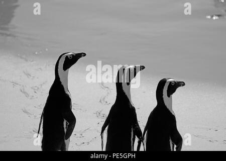 Pingouins africains (Spheniscus demersus) à la plage de Boulders colonie de pingouins, Simon's Town, Cape Town, Afrique du Sud.(B&W photo) Banque D'Images