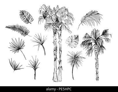 Ensemble de croquis isolés ou de cocotiers grands palmiers avec des feuilles. Plage et forêt tropicale, coco désert de la flore. Le feuillage des fougères subtropicales. Green palmae ou jungle arecaceae. La botanique, l'environnement Illustration de Vecteur