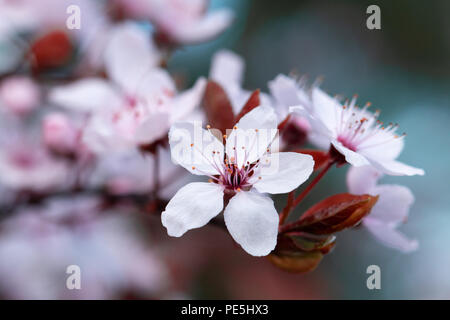 Close-up of a rose de printemps sur une branche de prunier. Banque D'Images