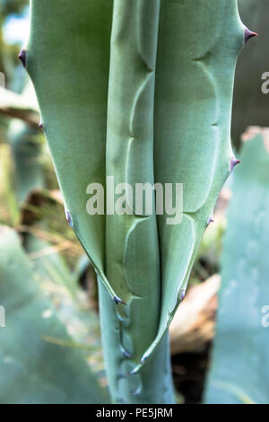 Agave close-up Banque D'Images