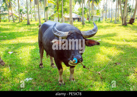 Le buffle d'eau dans l'île de Koh Samui en Thaïlande Banque D'Images