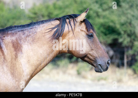 Cheval brun avec crinière noire close-up dans la région de Horse Hill Préserver un jour d'été. Banque D'Images