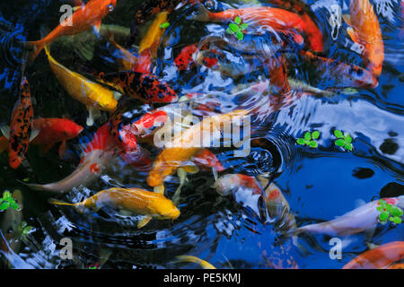 La carpe d'or dans l'aquarium Banque D'Images