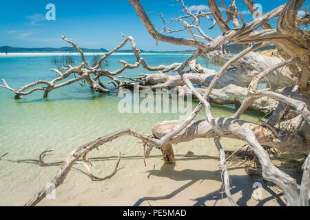 Arbre mort blanche dans l'eau de Whitehaven Beach en Australie Banque D'Images