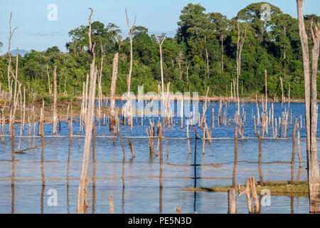 Vue d'une mer d'arbres morts sur les 3 500 millions de m3 de capacité réservoir du projet hydroélectrique Nam Theun 2, couvrant jusqu'à 450 kilomètres carrés sur le Plateau de Nakai, Laos Banque D'Images