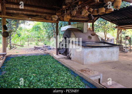 Le séchage des feuilles de thé sur une table dans le Plateau des Bolavens, Laos Banque D'Images