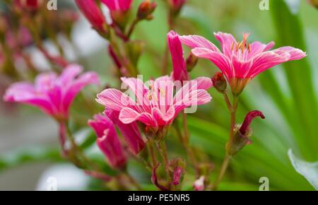 Lewisia longipetala 'Little Plum' Banque D'Images