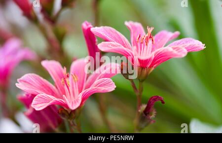 Lewisia longipetala 'Little Plum' Banque D'Images