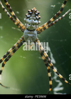 Argiope lobata est une espèce d'araignée de la famille des Araneidae Banque D'Images