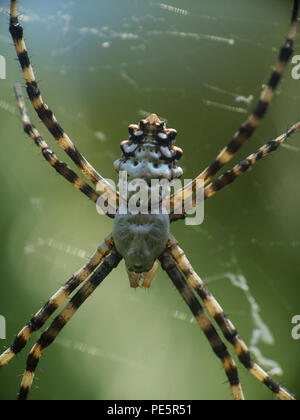 Argiope lobata est une espèce d'araignée de la famille des Araneidae Banque D'Images