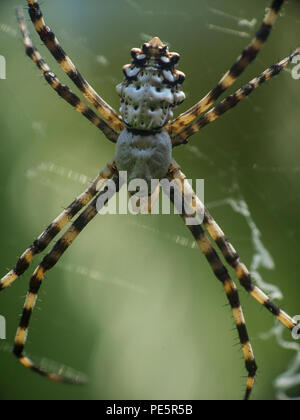 Argiope lobata est une espèce d'araignée de la famille des Araneidae Banque D'Images