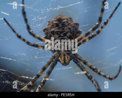 Argiope lobata est une espèce d'araignée de la famille des Araneidae Banque D'Images