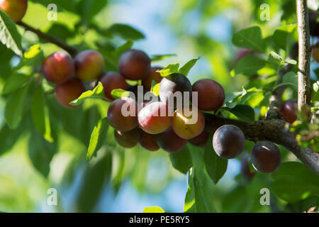 Une grappe de mirabelles pourpre sur une branche d'un prunier Banque D'Images