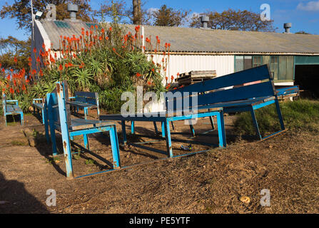 Table et bancs en bois bleu très connu à l'extérieur assis à côté d'un hangar sur un domaine viticole Banque D'Images