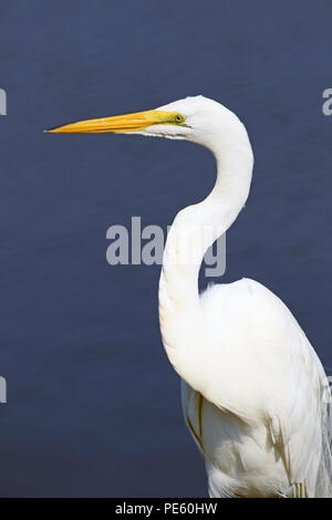 Grande Aigrette Ardea alba, à l'Edwin B. Forsythe National Wildlife Refuge à Galloway Township, New Jersey, USA Banque D'Images