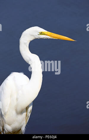 Grande Aigrette Ardea alba, à l'Edwin B. Forsythe National Wildlife Refuge à Galloway Township, New Jersey, USA Banque D'Images