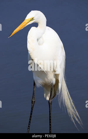 Grande Aigrette Ardea alba, à l'Edwin B. Forsythe National Wildlife Refuge à Galloway Township, New Jersey, USA Banque D'Images