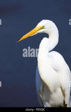 Grande Aigrette Ardea alba, à l'Edwin B. Forsythe National Wildlife Refuge à Galloway Township, New Jersey, USA Banque D'Images