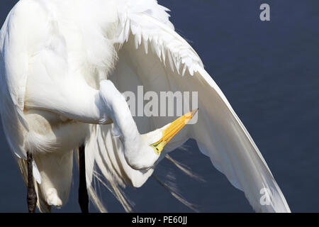 Grande Aigrette Ardea alba, à l'Edwin B. Forsythe National Wildlife Refuge à Galloway Township, New Jersey, USA Banque D'Images