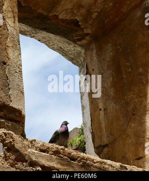 Une séance d'un pigeon dans une fenêtre de ruines abandonnées épais murs de pierre. Banque D'Images