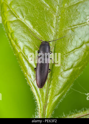Cliquez Black beetle (Elateridae) sur une feuille verte, vue dorsale Banque D'Images