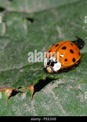 - Ladybeetle asiatique Harmonia axyridis Banque D'Images