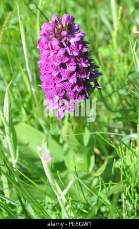 Les ruines de l'abbaye de Bayham datant du xiiie au xve siècle. Peu de Bayham, Tunbridge Wells, Kent, UK. Banque D'Images