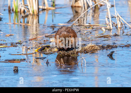 Le rat musqué (Ondatra zibethicus) se nourrissant dans un marais. Banque D'Images