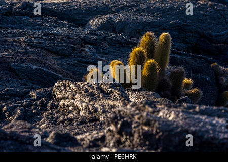 Cactus Brachycereus nesioticus (lave) une coulée de lave noire de plus en colonisateur rock dans les îles Galapagos, en Équateur. Banque D'Images