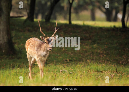 Young Buck, daims Dama Dama, avec petits bois marche à travers une forêt sombre au cours de saison d'automne. Banque D'Images